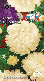Астра Эвридика (пионовидная, светло-жёлтая)