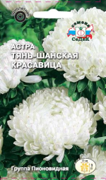 Астра Тянь-Шаньская Красавица