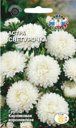 Астра Снегурочка королевская