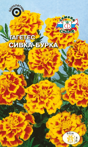 Тагетес Сивка-Бурка