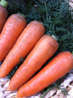 Морковь Шантанэ 5 - профессиональные семена