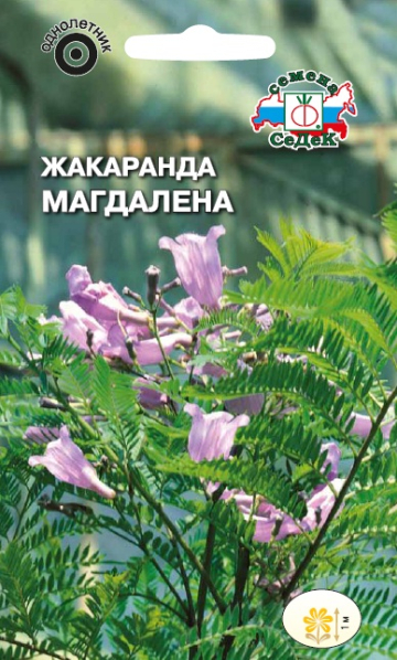 Жакаранда Магдалена мимозолистная