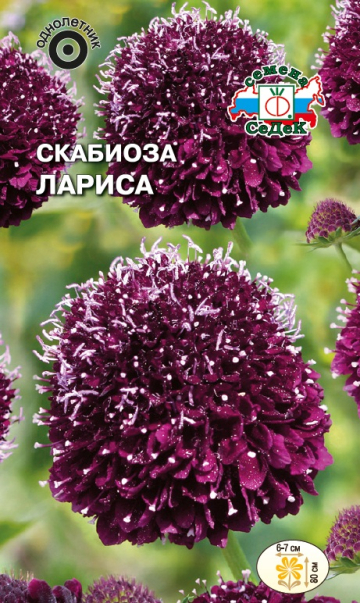 Скабиоза Лариса