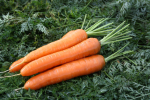 Морковь Кардинал - профессиональные семена