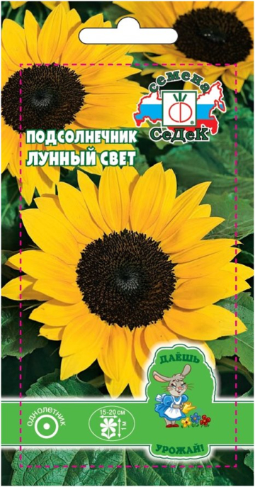 Подсолнечник Лунный свет