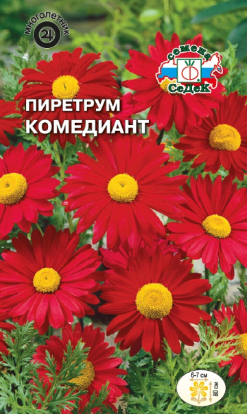 Пиретрум Комедиант (гибридный)