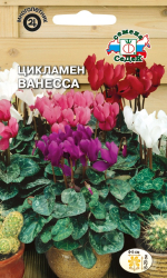 Цикламен Ванесса (персидский, смесь цветов, 20 см)