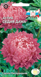 Астра Седая Дама