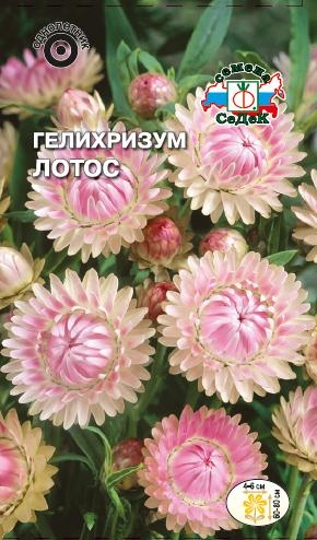 Гелихризум Лотос