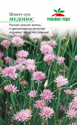 Шнитт-лук Медонос