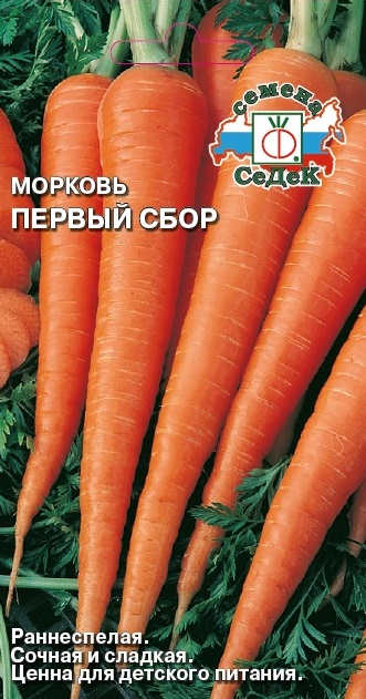 Морковь Первый сбор