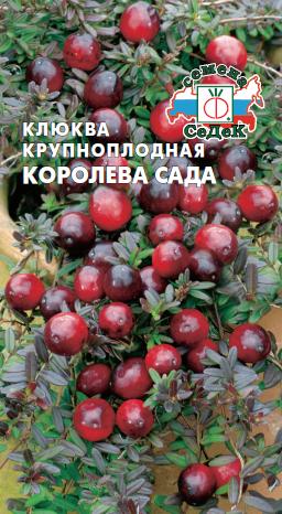 Клюква Королева сада