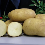 Картофель Императрица