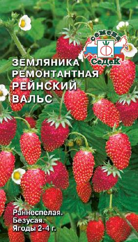 Земляника Рейнский Вальс