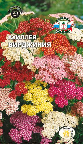 Ахиллея садовая Вирджиния