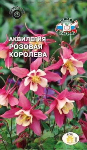 Аквилегия Розовая королева
