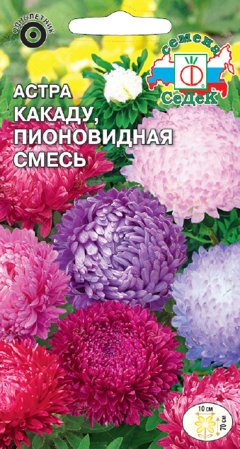 Астра Какаду, пионовидная смесь