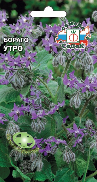 Бораго Утро