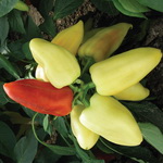 Перец Мираж