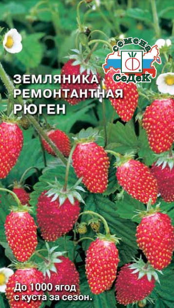 Земляника Рюген
