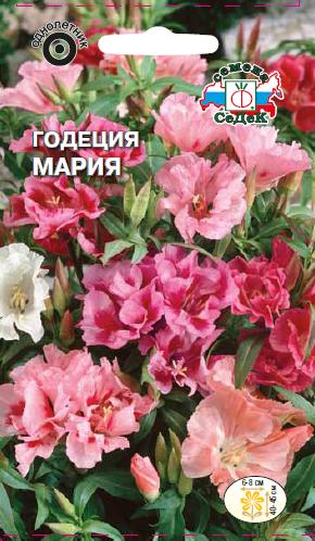 Годеция Мария