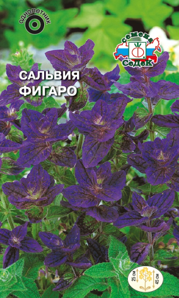 Сальвия Фигаро