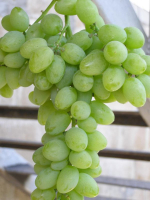 Виноград ЭЛЕГАНТ СВЕРХРАННИЙ