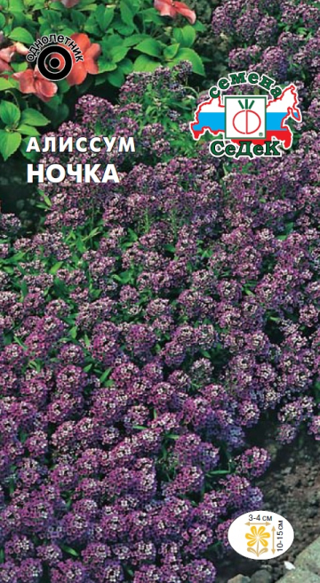 Алиссум Ночка морской