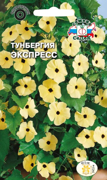 Тунбергия Экспресс крылатая (смесь)