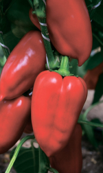 Перец Титан