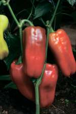 Перец Генерал Деникин F1