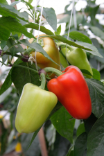 Перец Пафос F1