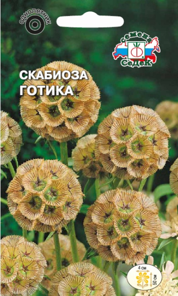 Скабиоза Готика звёздчатая