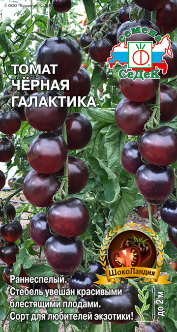 Томат Черная Галактика