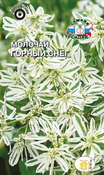 Молочай Горный снег