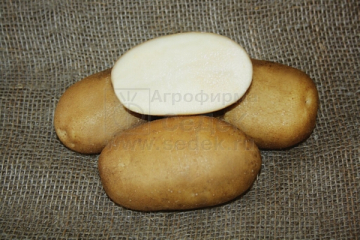 Картофель Удача