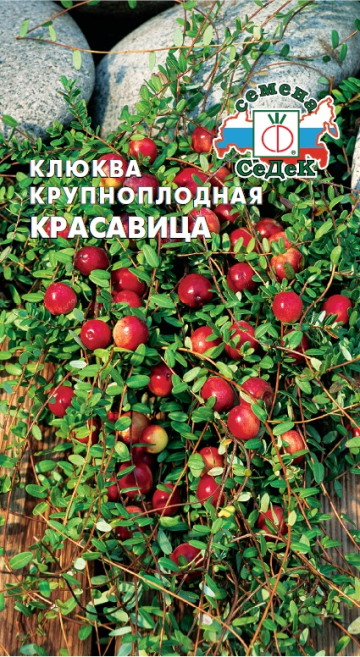Клюква Красавица