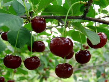 Черешня Долгожданная (ЧЕРЕВИШНЯ)
