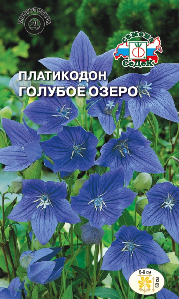 Платикодон Голубое озеро