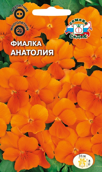 Фиалка Анатолия