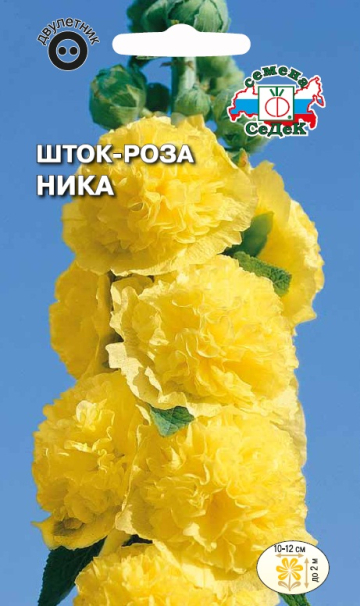 Шток-роза Ника