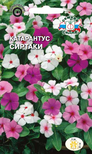 Катарантус Сиртаки