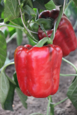 Перец Звезда Востока Красная F1