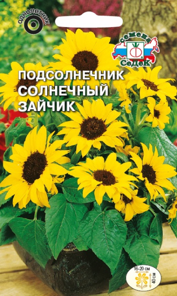 Подсолнечник Солнечный зайчик