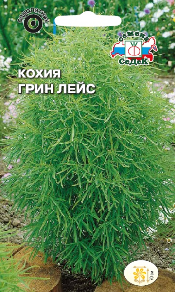 Кохия Грин Лейс