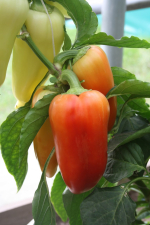 Перец Медалист F1